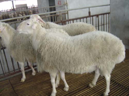 小尾寒羊養殖技術