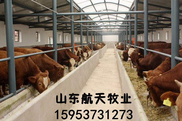 肉牛養殖場