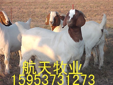 江西省哪里有波爾山羊賣