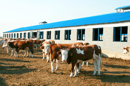 貴州省肉牛養殖場|2015年貴州肉牛價格