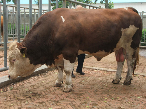 貴州省肉牛養殖場|2015年貴州肉牛價格