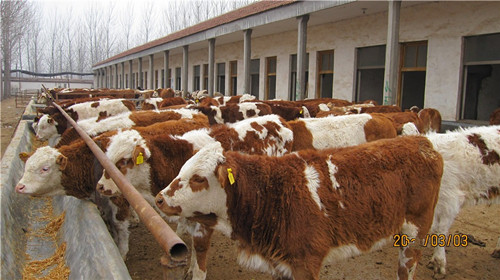 云南省肉牛養殖場|2015云南肉牛價格