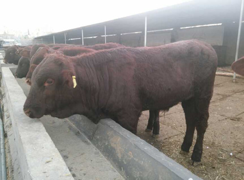 廣西黃牛肉牛養殖場|廣西黃牛肉牛價格