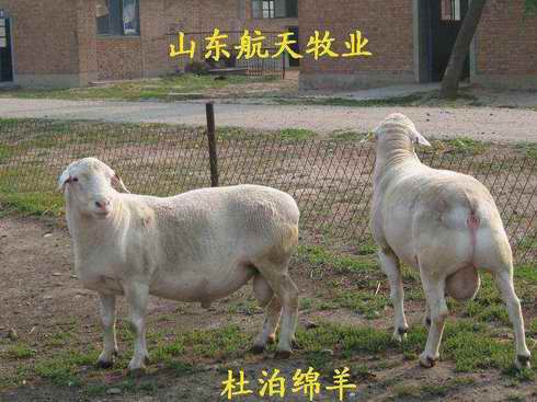杜泊綿羊