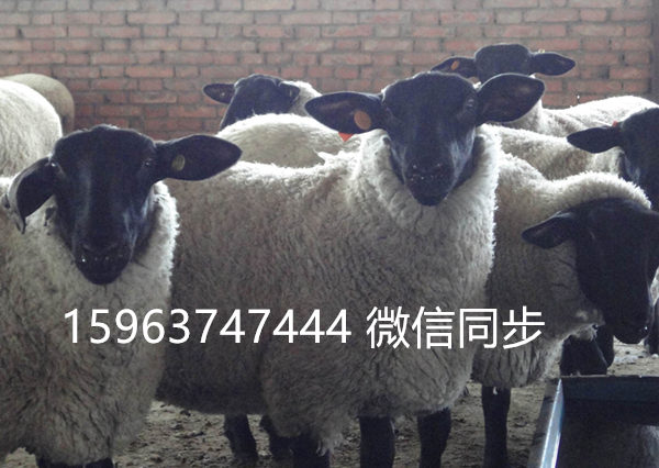 薩福克羊養殖場,薩福克羊價格