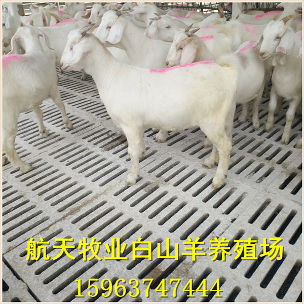 白山羊養殖場,白山羊羊羔價格